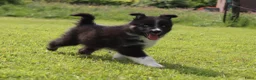 Kruising honden te koop: Prachtige dutch Laika's  - Advertentie 1