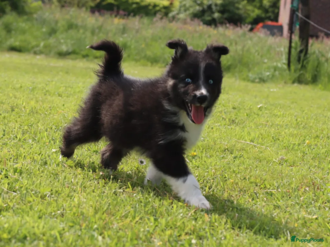 Kruising honden te koop: Prachtige dutch Laika's  - Advertentie 1