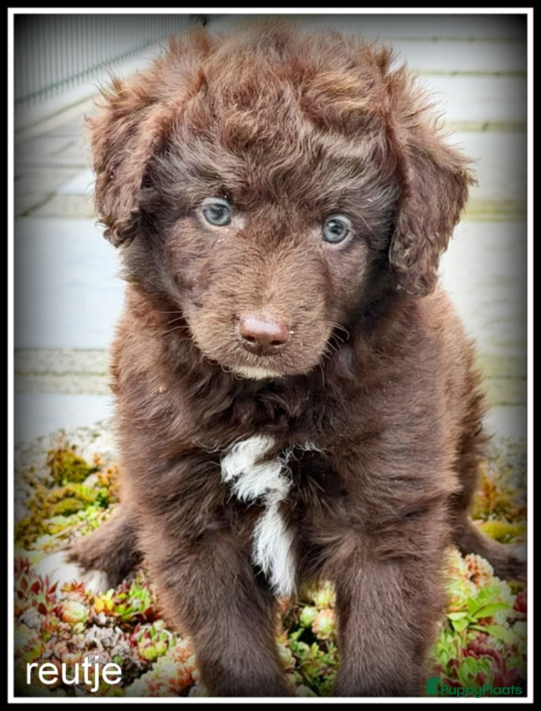 Kruising honden te koop: Bordoodle pups. Bordoodle x Labradoodle - Advertentie 2