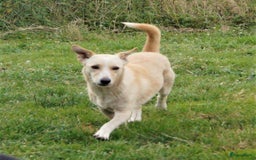 Kruising honden ter adoptie: maverick een zeer leuk hondje in Ridderkerk - Afbeelding 3