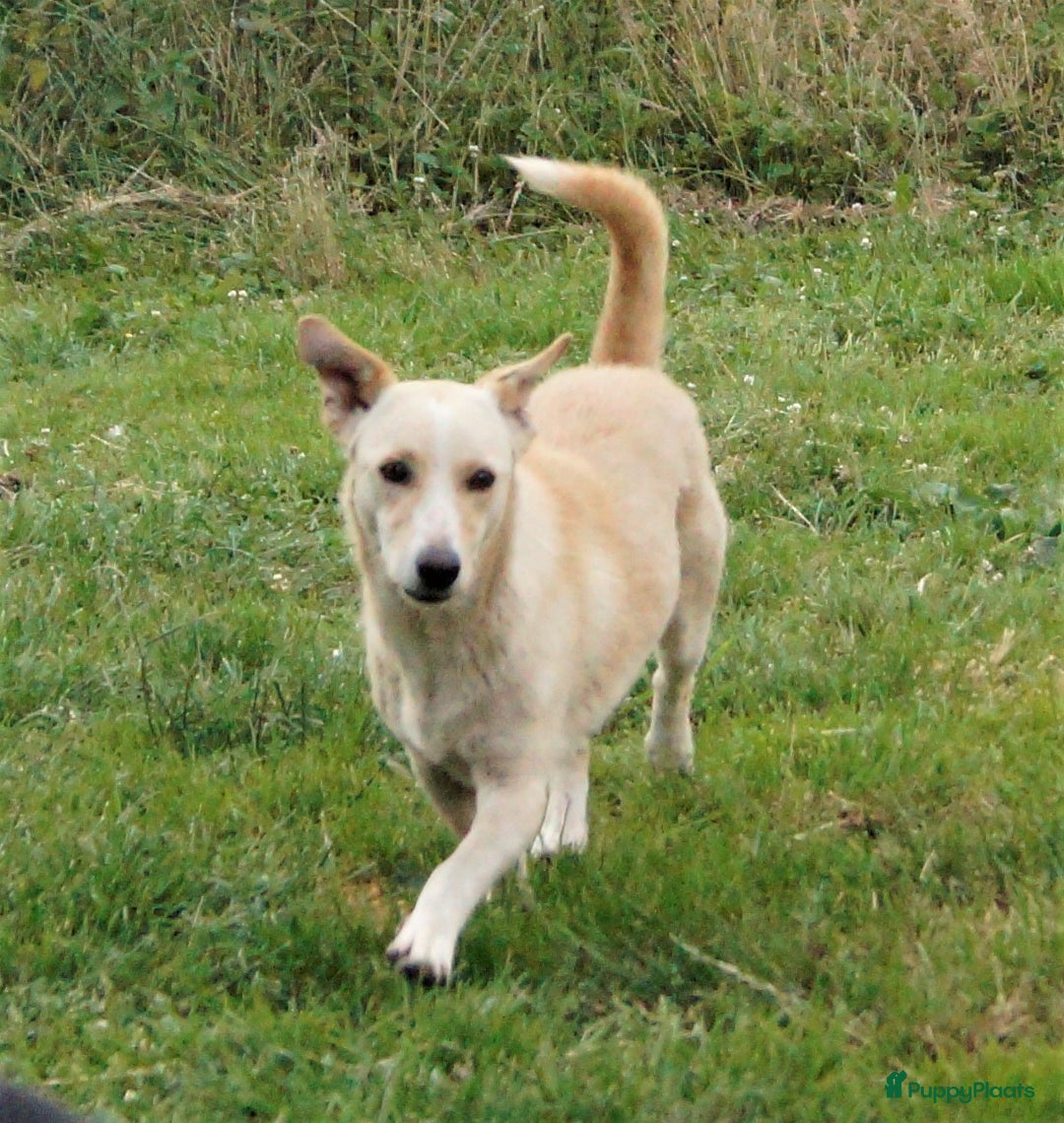 Kruising honden ter adoptie: maverick een zeer leuk hondje in Ridderkerk - Afbeelding 3