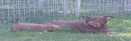 Jack Russel Terriër honden te koop: Mooie kleur Jack russel pups te koop - Advertentie 1