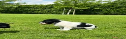 Friese Stabij honden te koop: Onze Donna heeft 6 pups - Advertentie 6