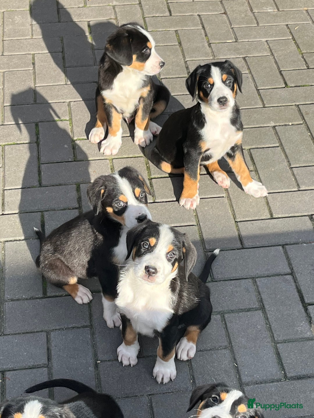 Grote Zwitserse Sennenhond honden te koop: Prachtige Zwitserse sennenhondpups  - Advertentie 4