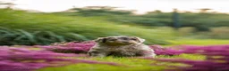 Kruising honden te koop: Multigen Bernedoodle Medium pups beschikbaar - Advertentie 6
