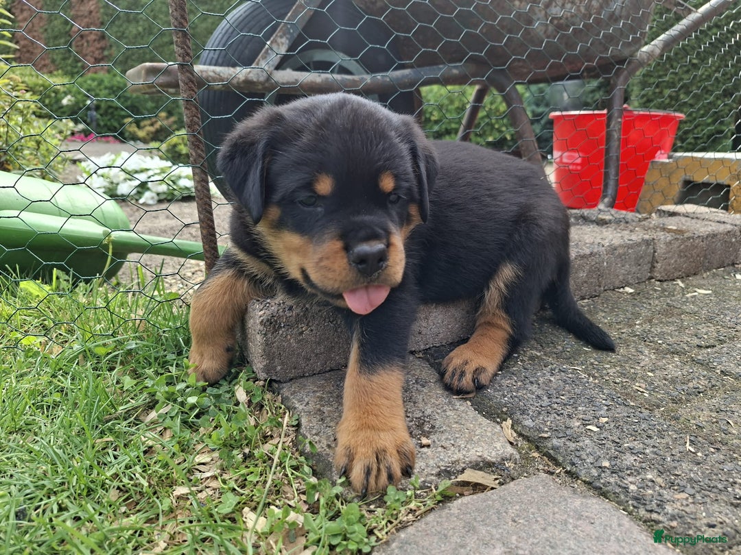 Rottweiler honden te koop: Raszuivere rottweiler pups te koop  - Afbeelding 12