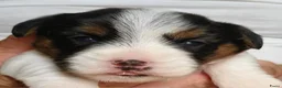 Jack Russel Terriër honden te koop: Jackrussellterrier Ruwhaar - Advertentie 4