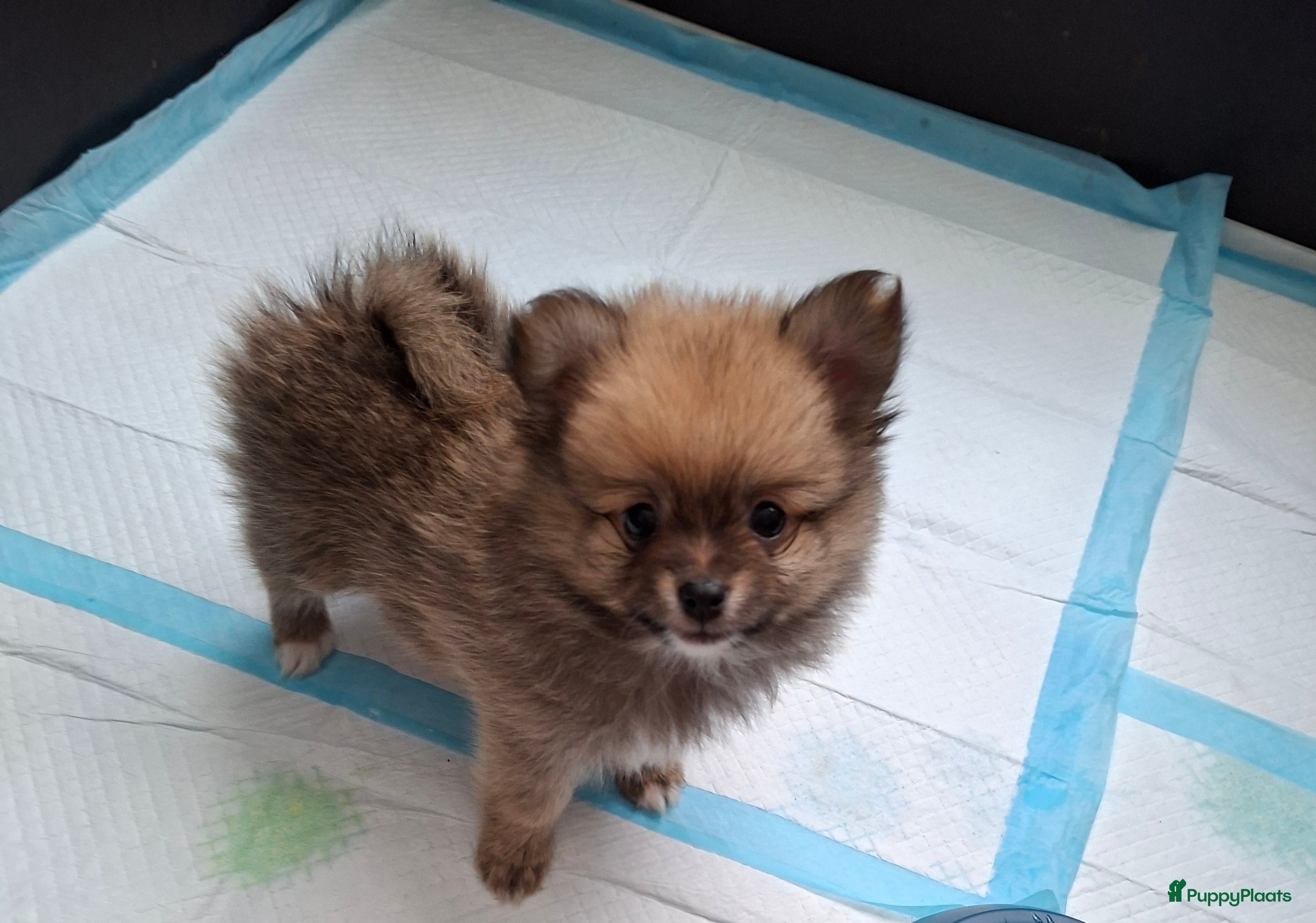 Pomeriaan honden Deze schatjes mogen nest verlaten    - Advertentie 1