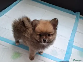 Pomeriaan honden Deze schatjes mogen nest verlaten - Advertentie 1