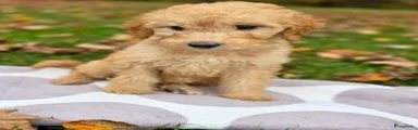 Labradoodle 2