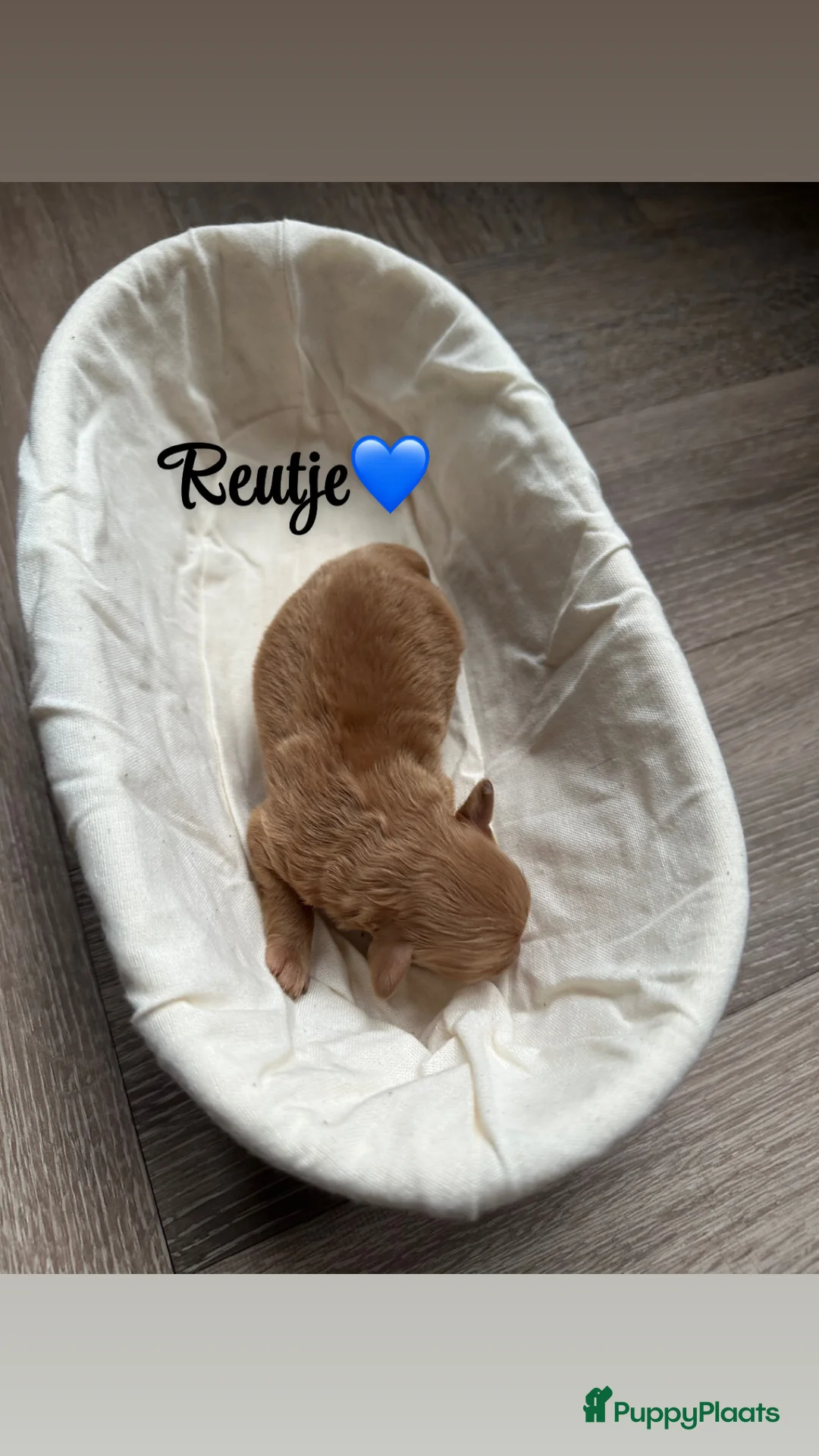 Kruising honden te koop: Pomeriaan x toypoedel pups - Advertentie 5