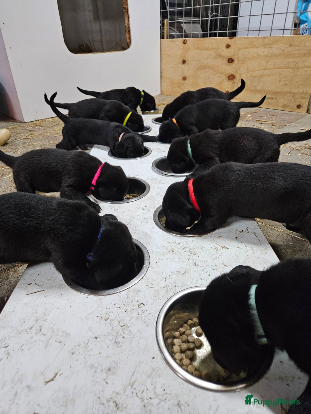 Kruising honden te koop: Grote zwitserse sennenhond x labrador pups - Advertentie 8