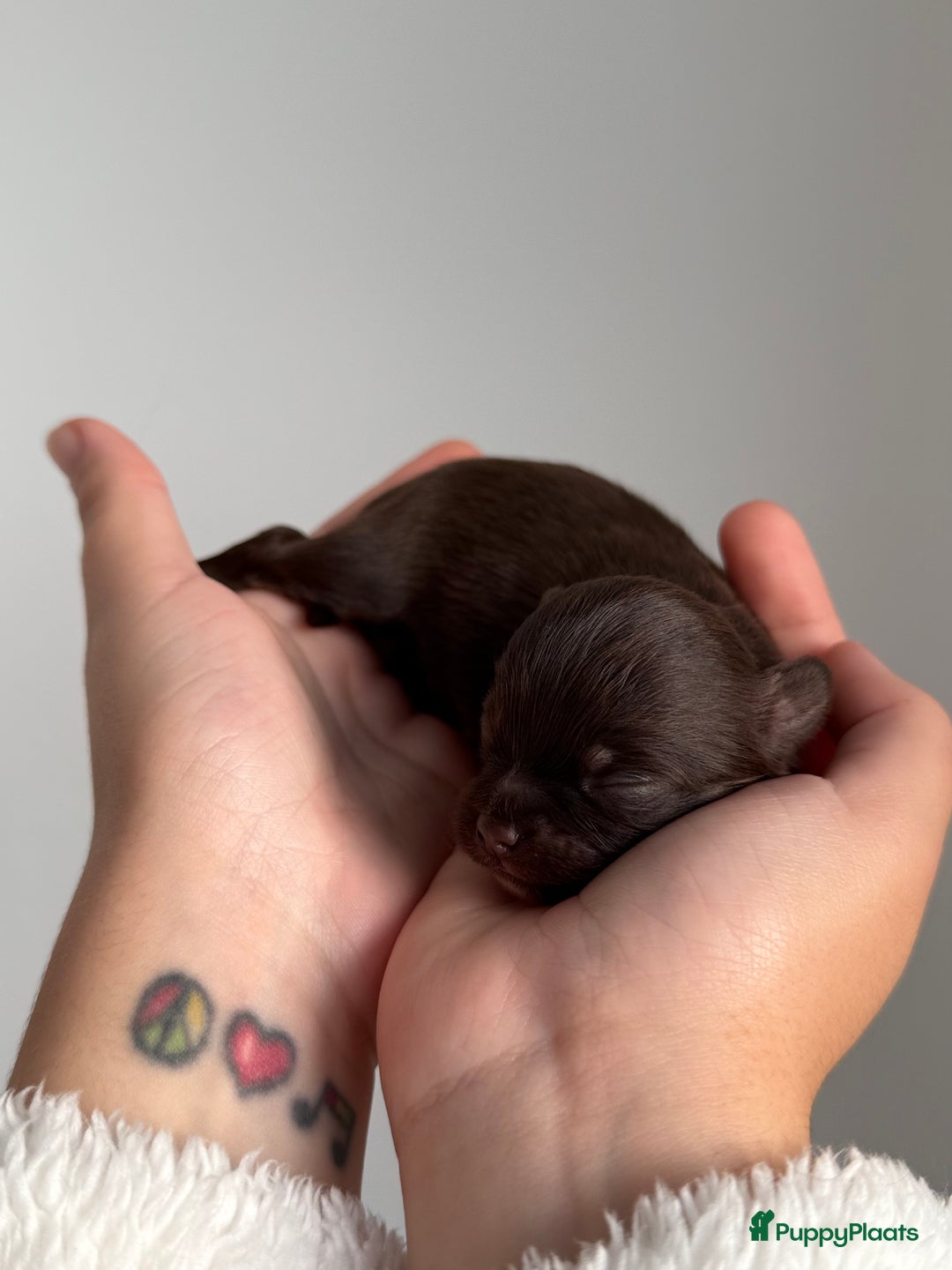 Chihuahua honden te koop: Chihuahuas pups - Advertentie 18