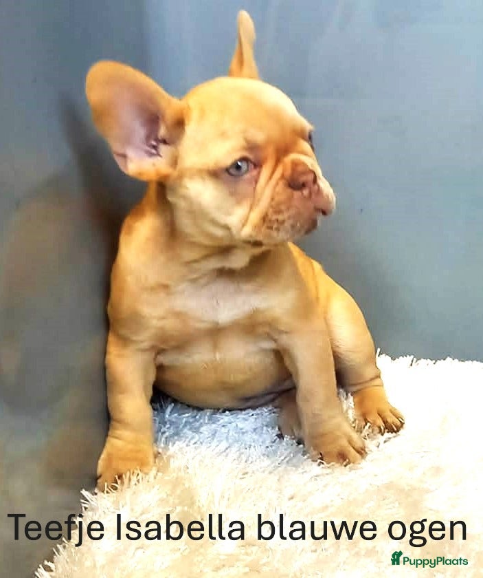 Franse Bulldog honden Franse Bulldog Pups Isabella Merle/Fawn/Red Fawn - Advertentie 2