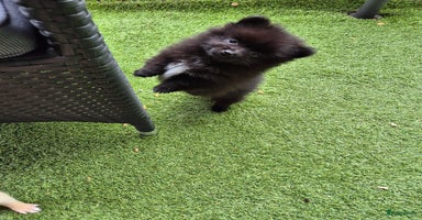 Pomchi honden - Advertentie 13
