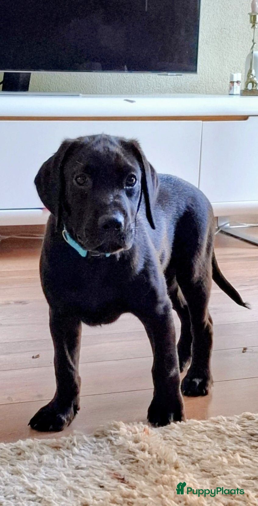 Labrador Retriever honden Prachtige zwarte labrador reutje - Advertentie 1