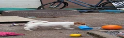 Jack Russel Terriër honden te koop: Nog 4 lieve Jack Russell pups met stamboom  - Advertentie 11