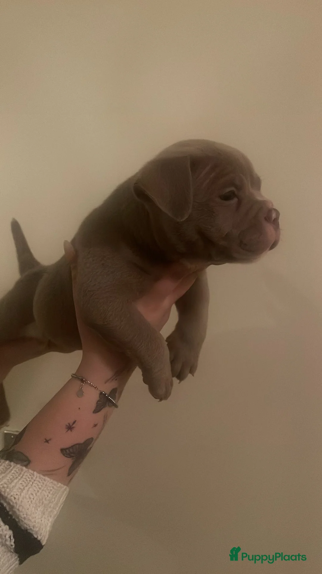 Amerikaanse Bully honden te koop: Micro bully’s  - Advertentie 8