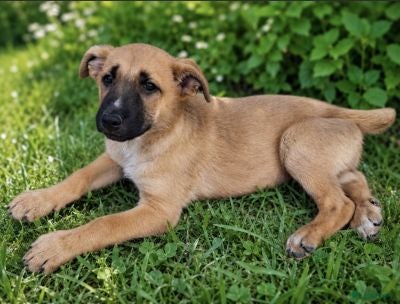 Kruising honden Rebel een schat van een hondje zoekt een baasje  - Advertentie 1