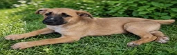 Kruising honden ter adoptie: Rebel een schat van een hondje zoekt een baasje  - Advertentie 1