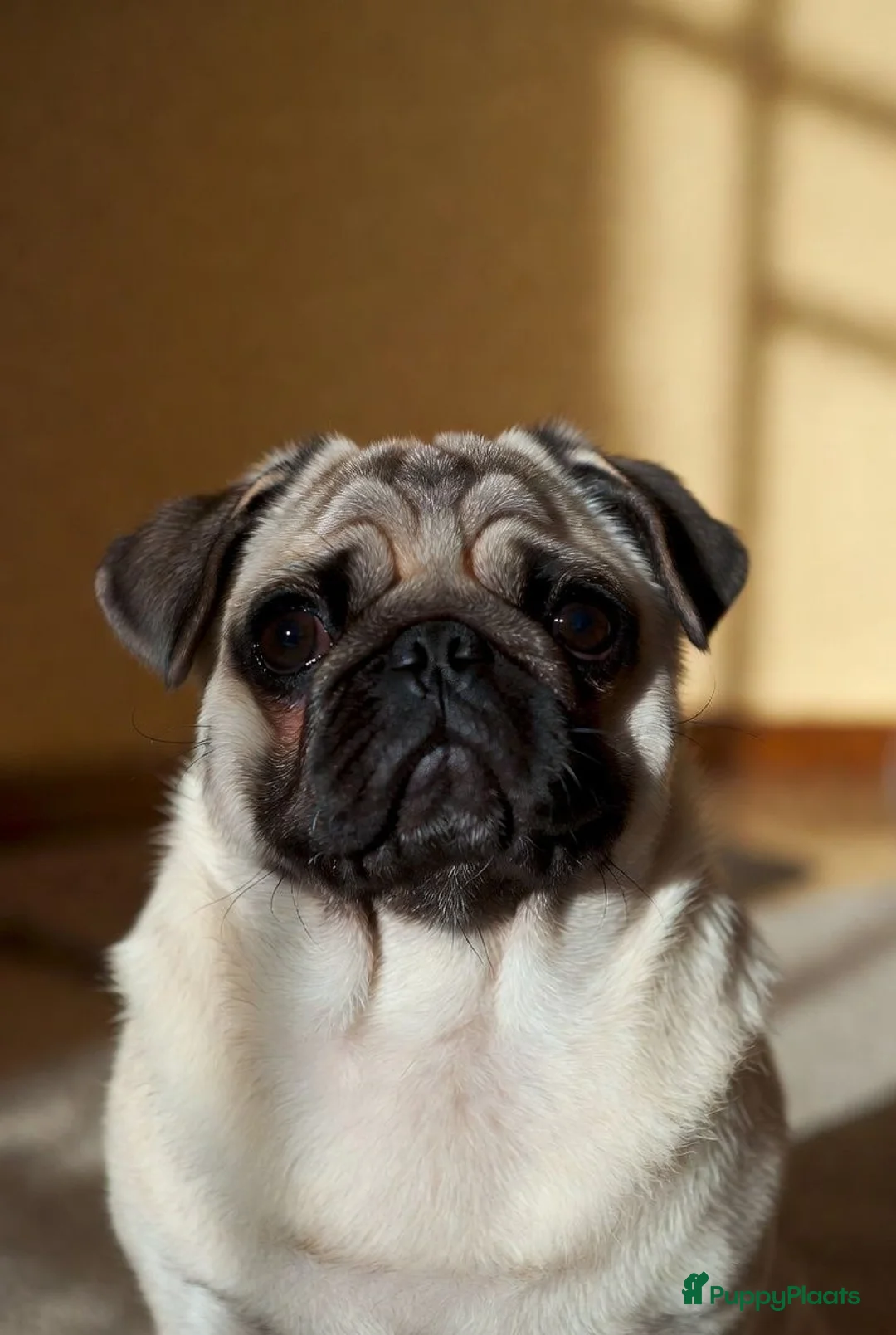 Retromops honden te koop: Mopspups  - Advertentie 5