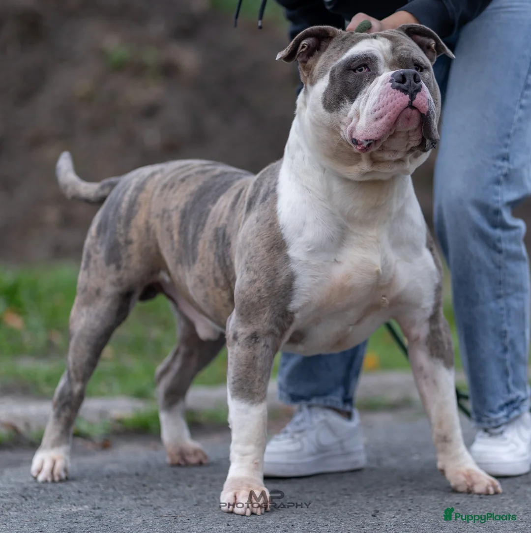 Amerikaanse Bully honden ter dekking: American Bully XL dekreu  - Advertentie 1