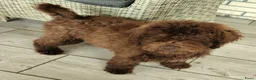 Labradoodle honden te koop: prachtige choco f4 multigen labradoodle pups - Advertentie 6