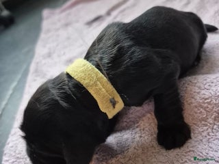 Engelse Cocker Spaniel honden Pas geboren pups Engelse Cocker Spaniel - Advertentie 1