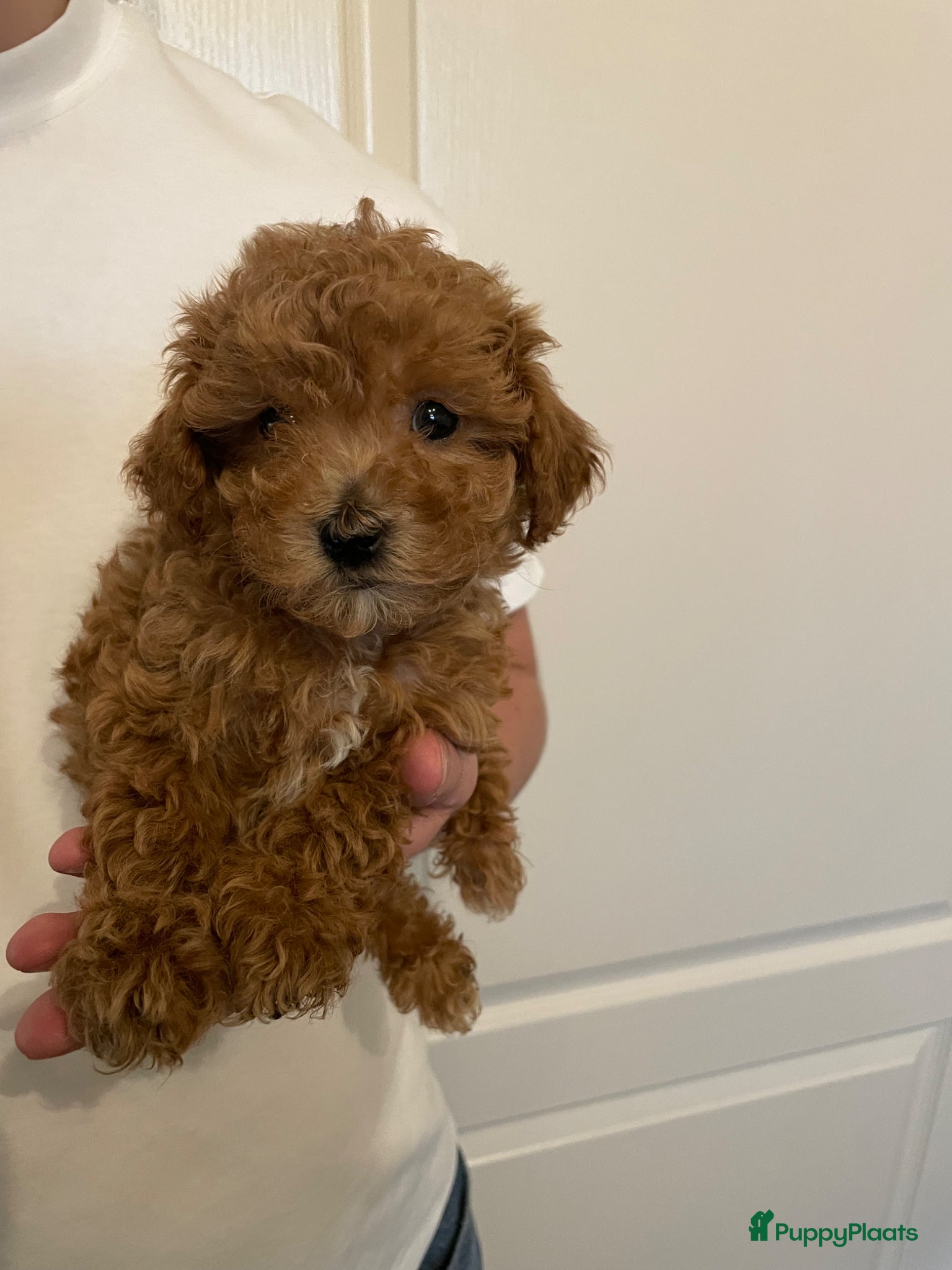 Poedel Toy honden Toy poedel pups - Advertentie 1