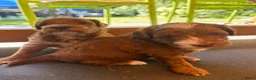 Australian Labradoodle honden te koop: Prachtig lieve mini labradoodle pups  - Advertentie 3