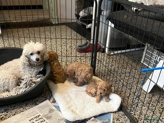 Poedel Toy honden Toypoedels - Advertentie 11