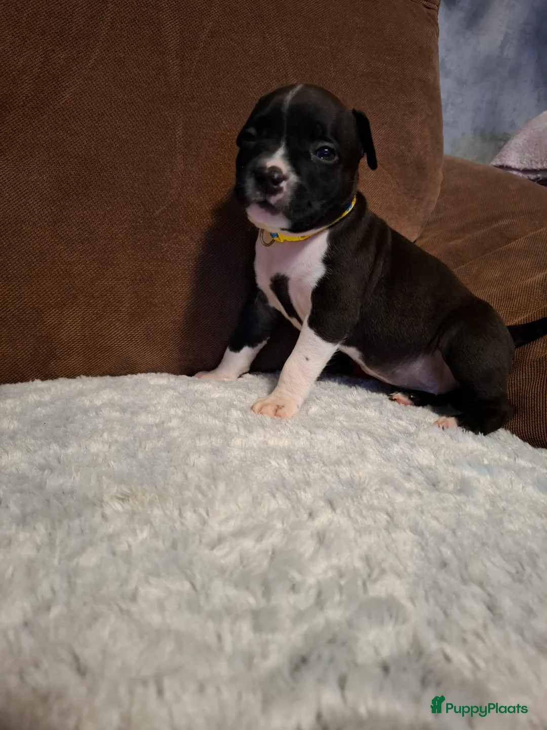 American Staffordshire Terriër honden te koop: American Staffordshire Terriers Pupps  - Advertentie 20