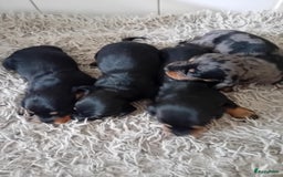 Teckel (korthaar)  honden te koop: teckel puppy 2reutjes 2 teefjes  - Afbeelding 1