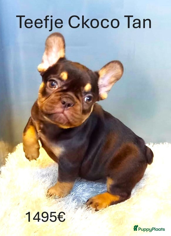Franse Bulldog honden Franse Bulldog Pups Fawn/Choco Tan - Advertentie 2