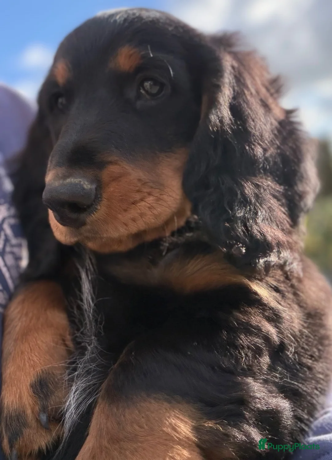 Teckel (langhaar) honden te koop: Teckel langhaar standaard met FCI stamboom - Advertentie 2