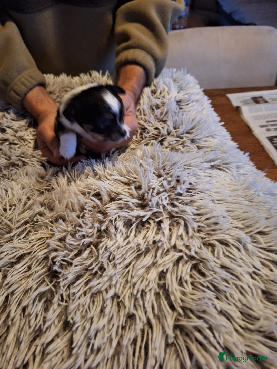 Chihuahua honden te koop: Raszuivere langharige chihuahua pupjes  - Advertentie 4