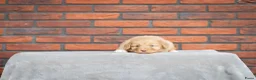 Nova Scotia Duck Tolling Retriever honden te koop: Toller pups beschikbaar! - Advertentie 4
