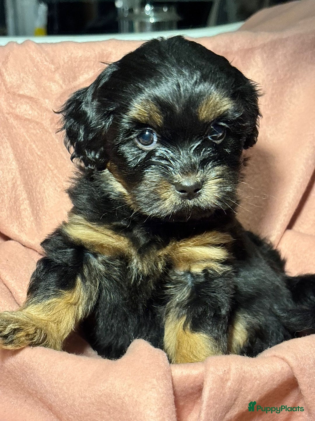 Shihpoo honden te koop: Shih Tzu / ShihTzu Toypoedel - Advertentie 2