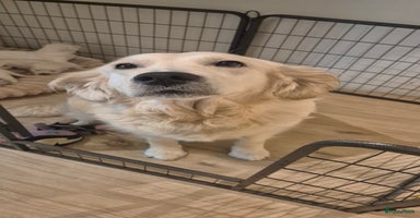 Golden Retriever honden - Advertentie 5