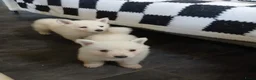 Zwitserse Witte Herdershond honden te koop: Zwitserse witte herder stokhaar pups in Beerta - Advertentie 2