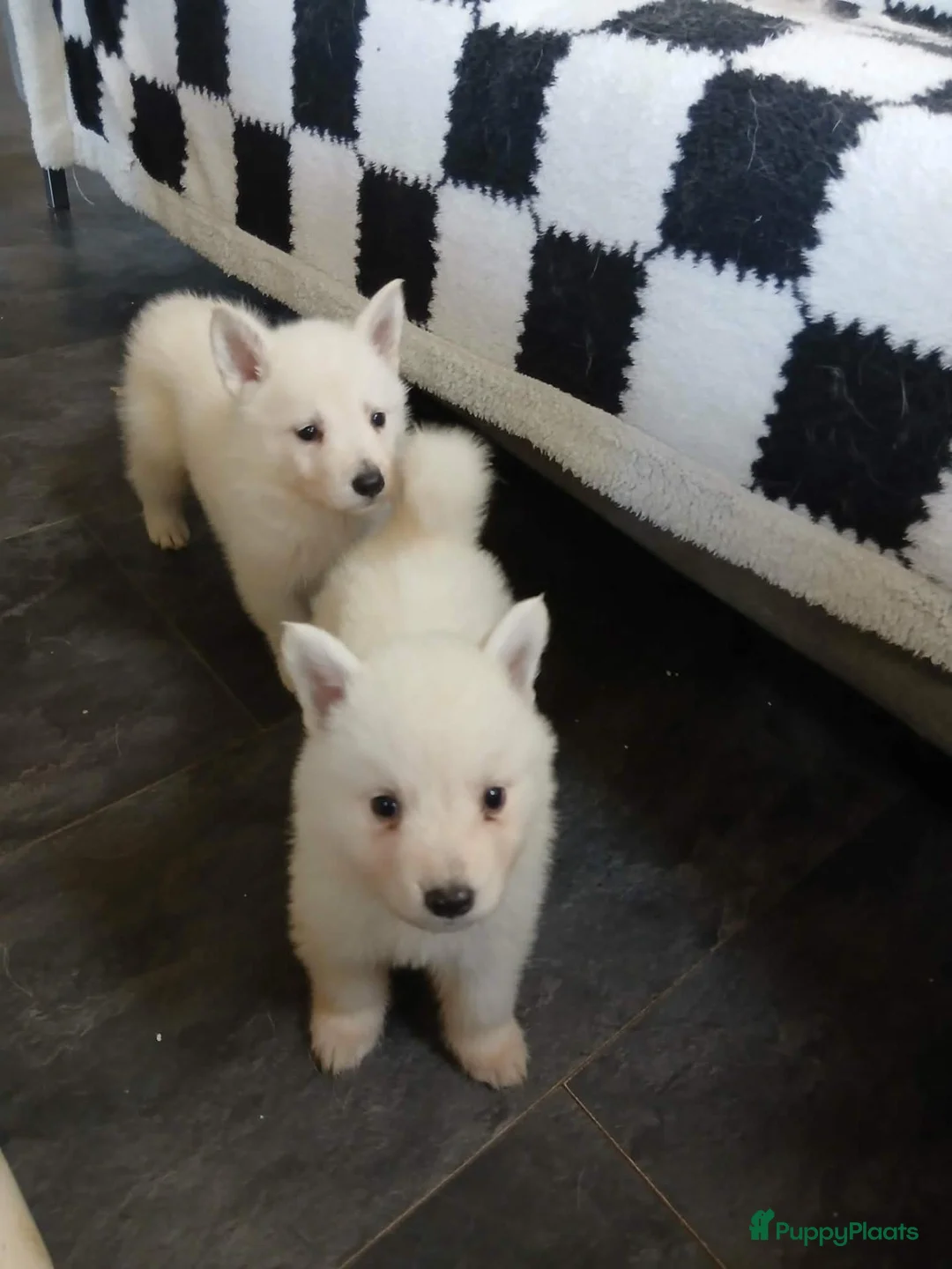 Zwitserse Witte Herdershond honden te koop: Zwitserse witte herder stokhaar pups in Beerta - Advertentie 2