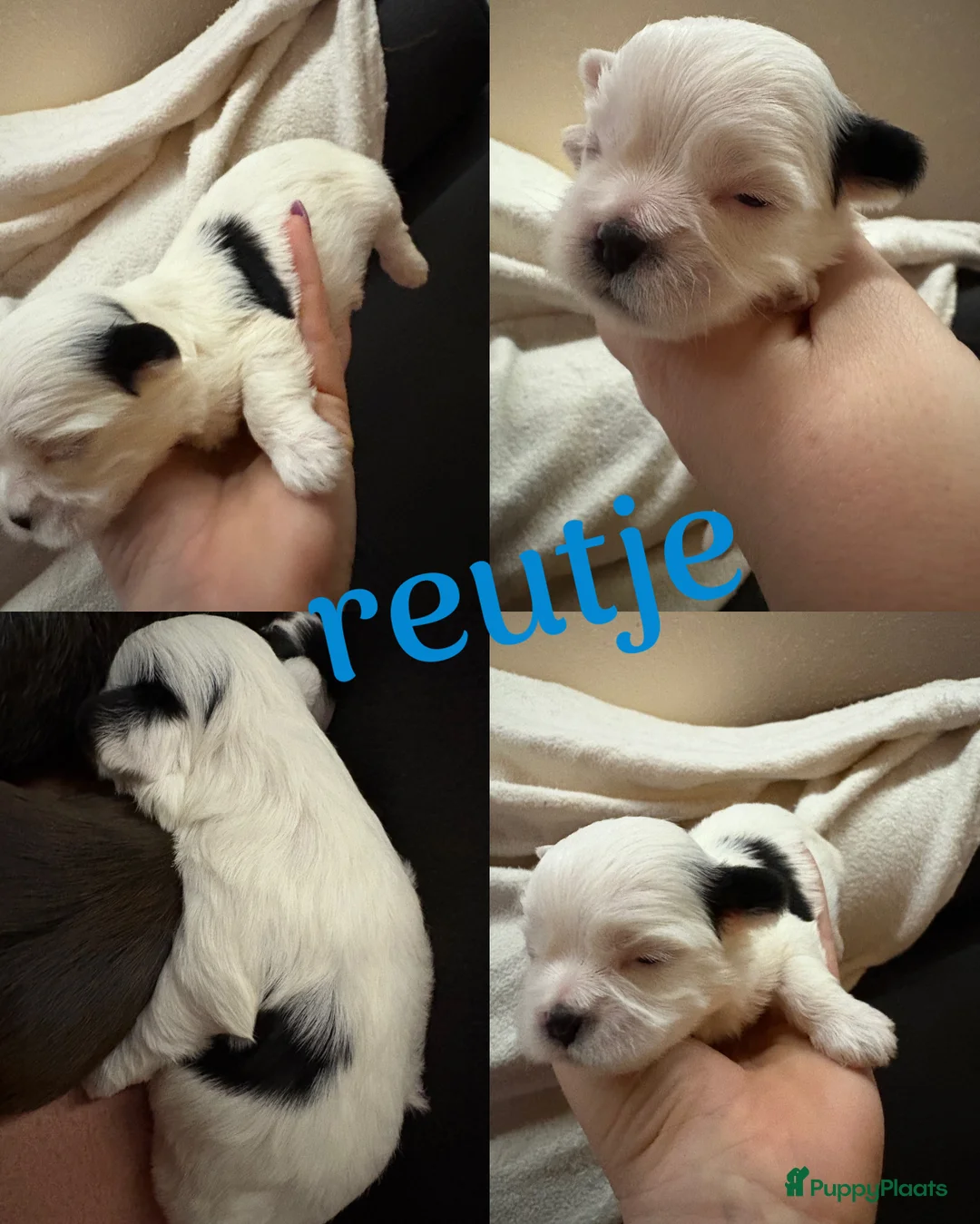 Shih Tzu honden te koop: Boomertjes - Advertentie 12