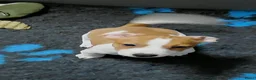 Jack Russel Terriër honden te koop: Nog 1 Jack Russell pupje beschikbaar!  - Advertentie 8