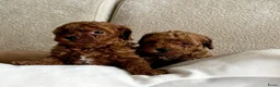 Poedel Toy honden te koop: Toy poedel puppy’s  - Advertentie 8