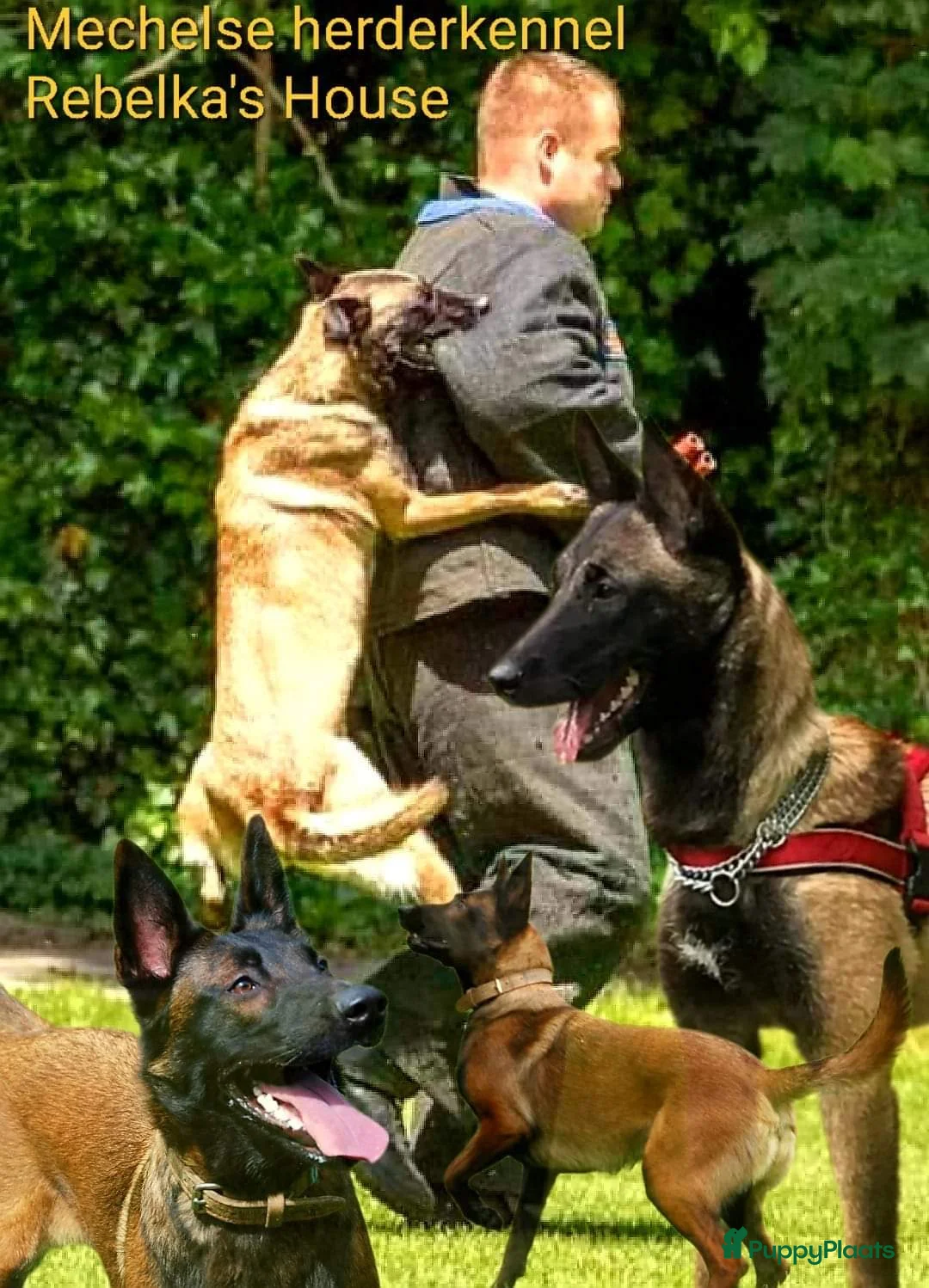 Mechelse Herder honden te koop: FCI pups uit goede combinatie. - Advertentie 11