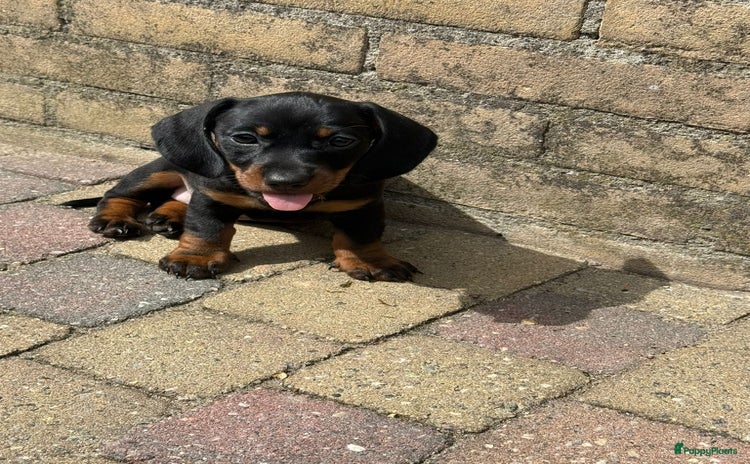 Teckel (korthaar)  honden in Halsteren - Advertentie 5
