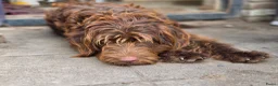 Labradoodle honden te koop: Super fijne multigen half Australian doodles🥰 - Advertentie 18