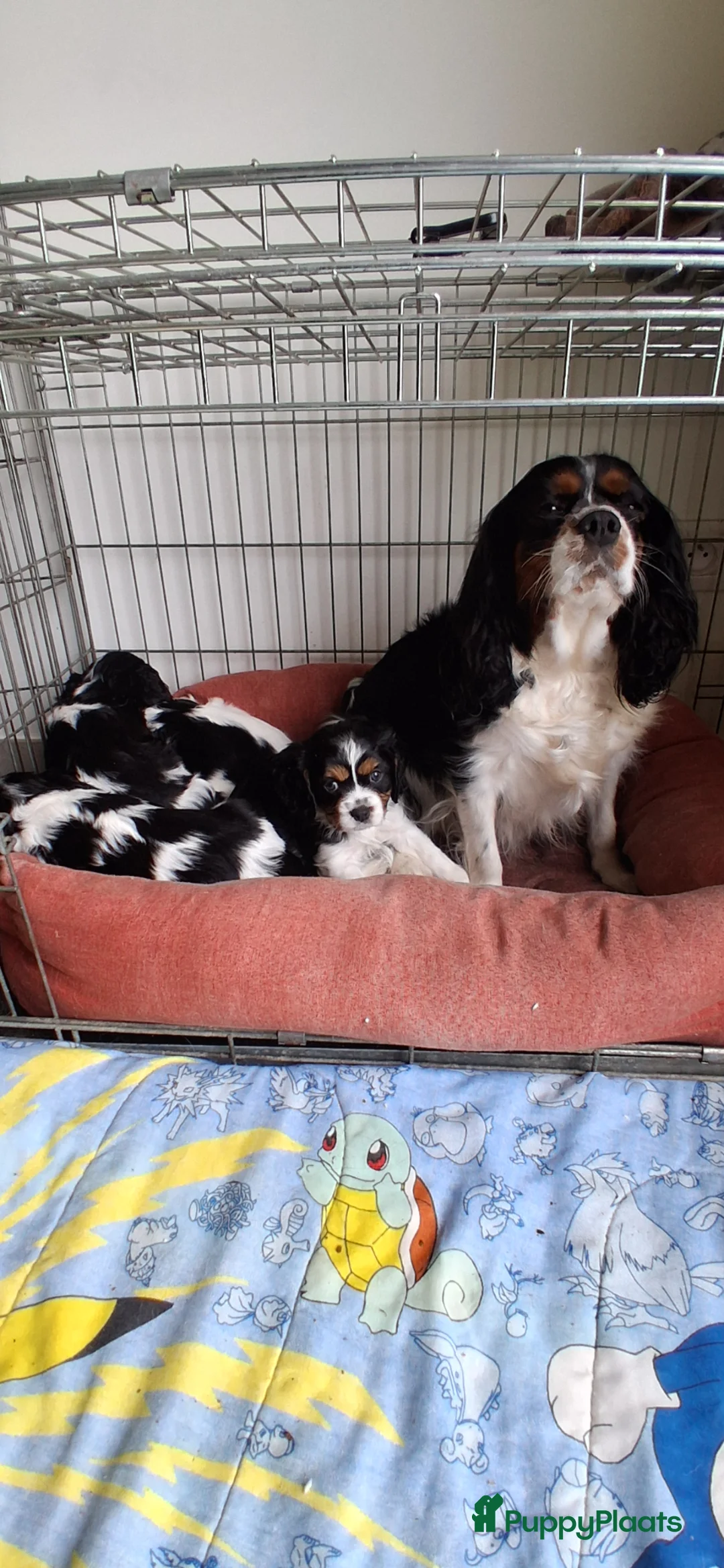 Cavalier King Charles Spaniel honden te koop: Zeer lieve mooie schattige cavalier king charel  - Advertentie 1
