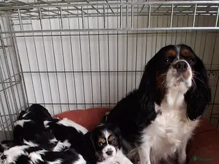 Cavalier King Charles Spaniel honden te koop: Zeer lieve mooie schattige cavalier king charel - Advertentie 1