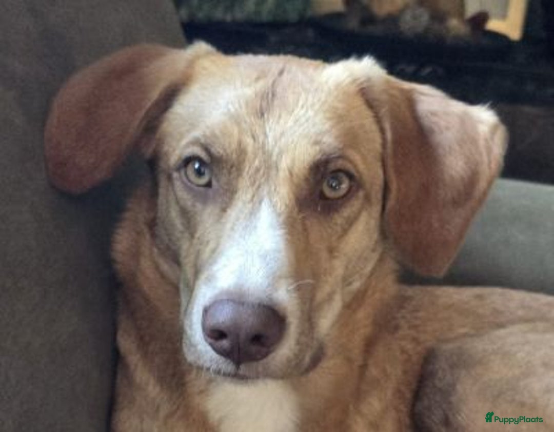 Kruising honden ter adoptie: hazel zoekt een warm mandje  - Advertentie 2